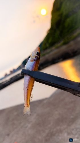 キスの釣果