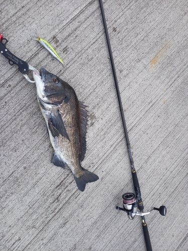 チヌの釣果