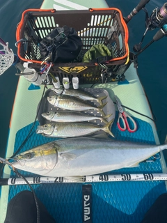 ブリの釣果