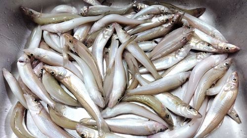 キスの釣果