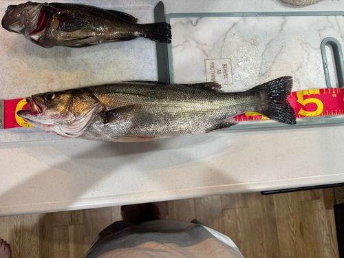 シーバスの釣果