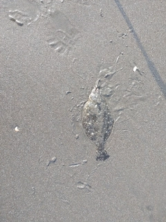 ソゲの釣果