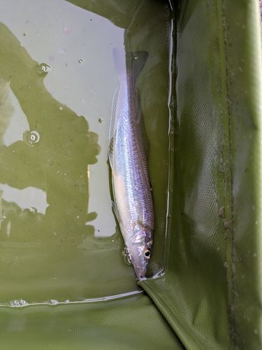 キスの釣果