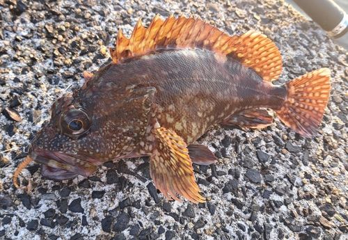 カサゴの釣果