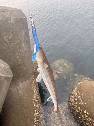 エソの釣果