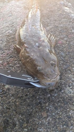マゴチの釣果