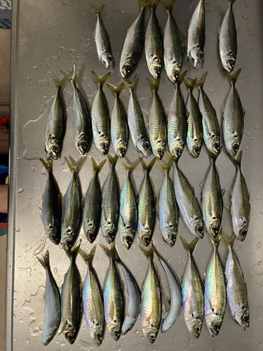 アジの釣果