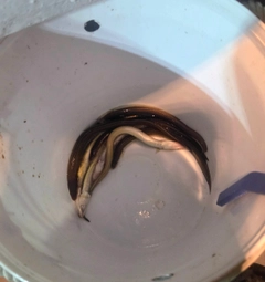 アナゴの釣果
