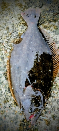 ソゲの釣果