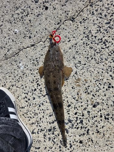 マゴチの釣果
