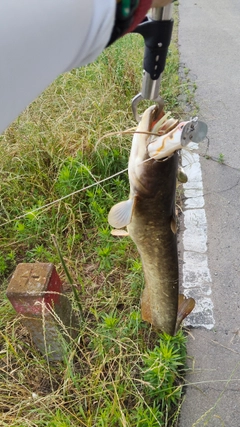 ナマズの釣果