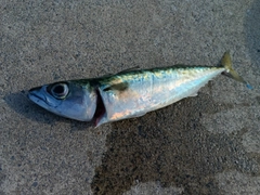 サバの釣果