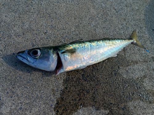 サバの釣果