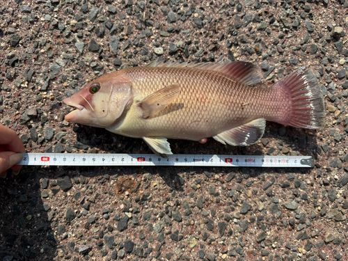 コブダイの釣果