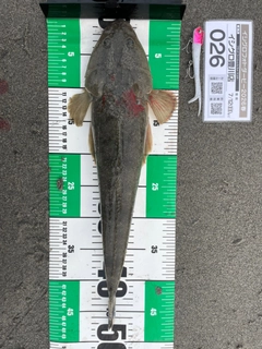 マゴチの釣果