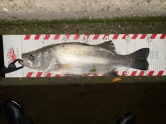 ヒラスズキの釣果