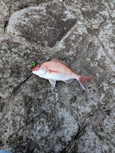 タイの釣果