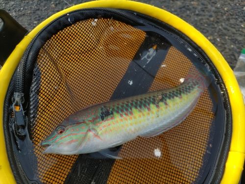キュウセンの釣果