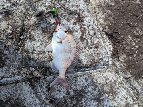 タイの釣果