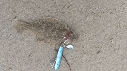 ソゲの釣果
