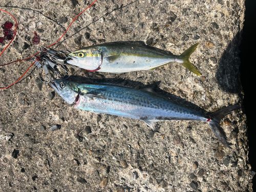 サゴシの釣果