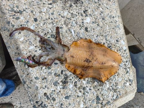 アオリイカの釣果