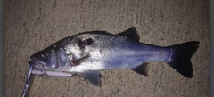 セイゴ（ヒラスズキ）の釣果