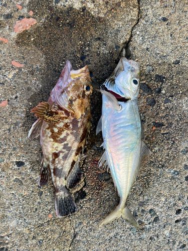 マアジの釣果