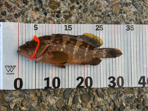 アコウの釣果