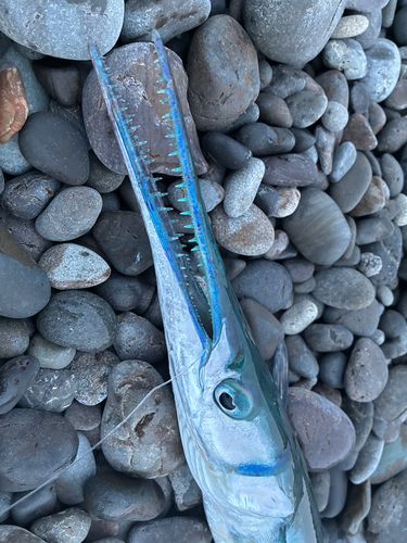 ダツの釣果