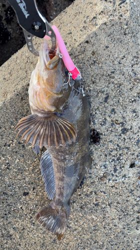 アイナメの釣果