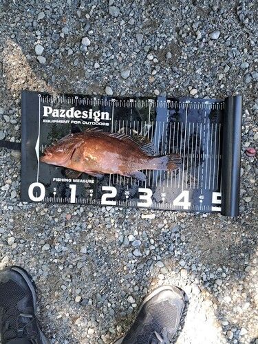 アコウの釣果