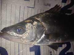 セイゴ（ヒラスズキ）の釣果
