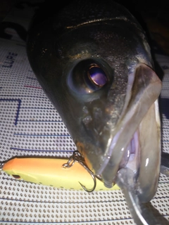 フッコ（マルスズキ）の釣果