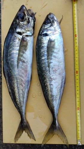 アジの釣果