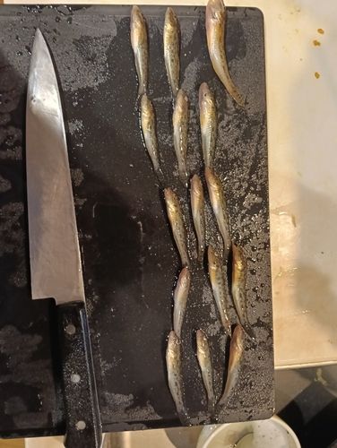 マハゼの釣果