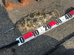 ヒラメの釣果