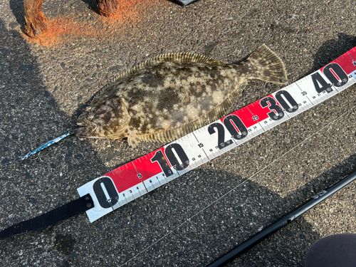 ヒラメの釣果