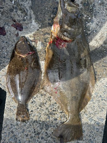 ヒラメの釣果