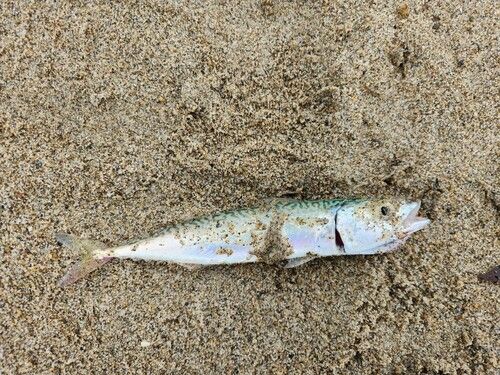 サバの釣果
