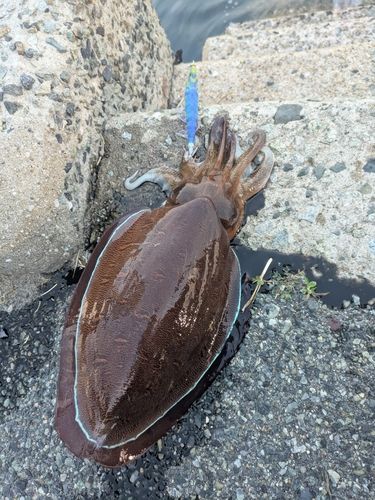 モンゴウイカの釣果