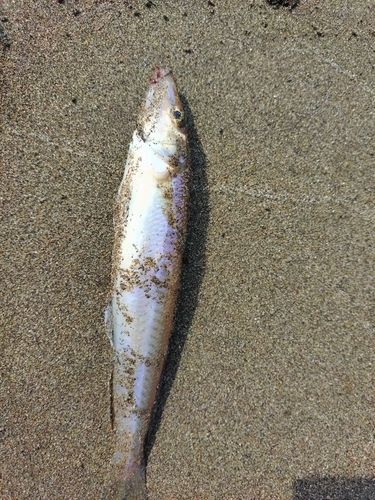 キスの釣果