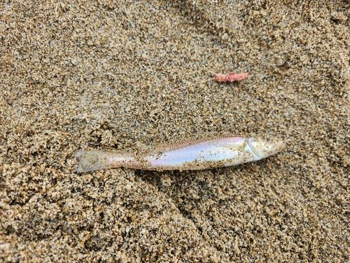 キスの釣果