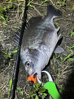 キビレの釣果