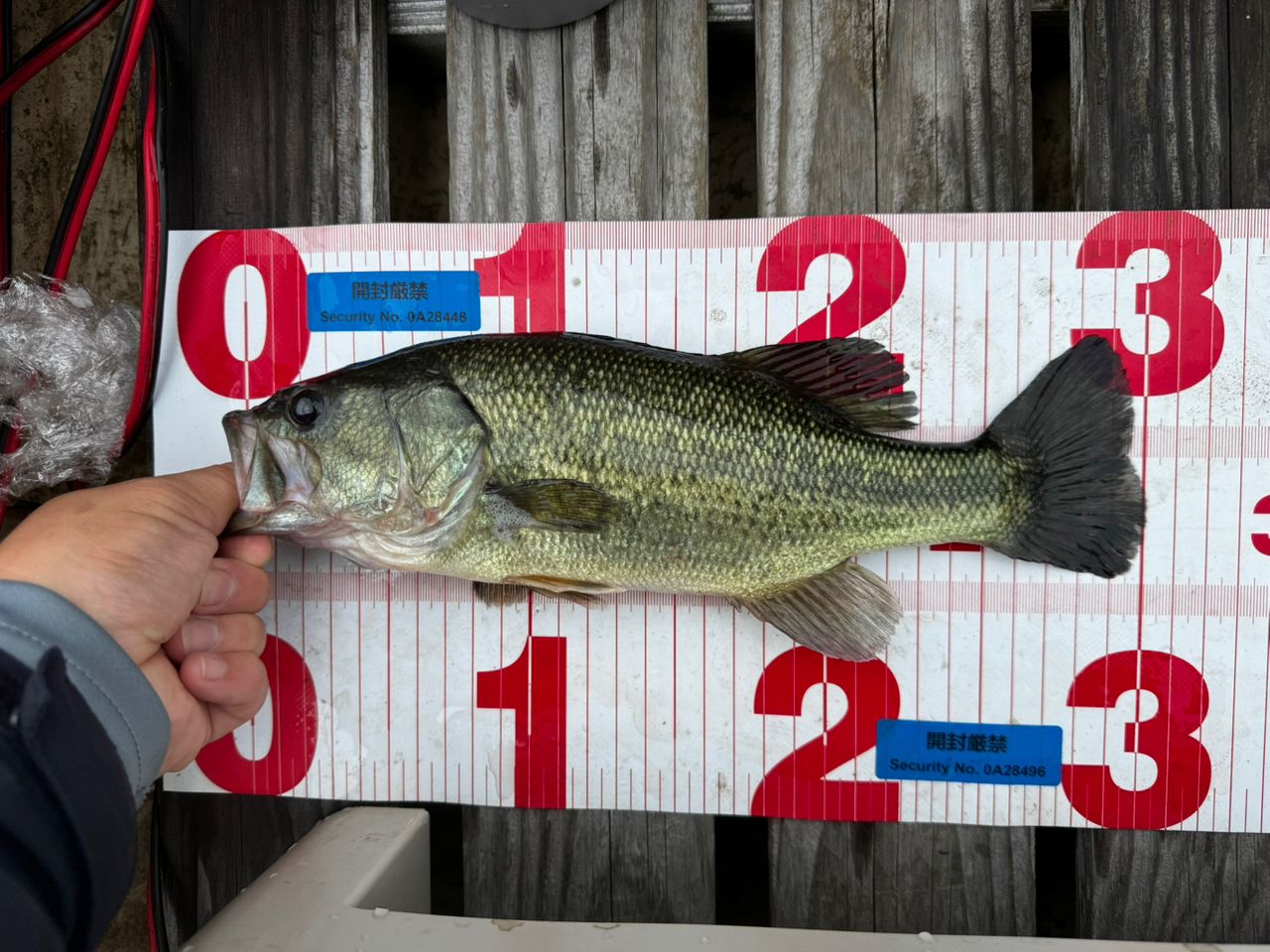 bassfishing_mst さんの 2026年06月07日のブラックバスの釣り・釣果