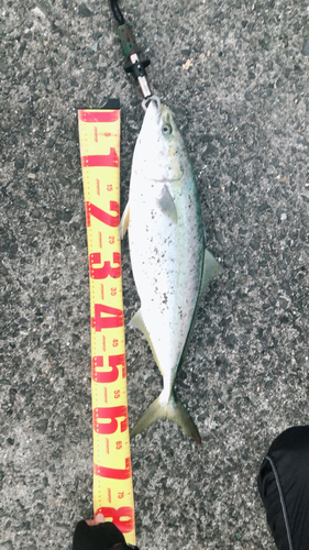 ハマチの釣果