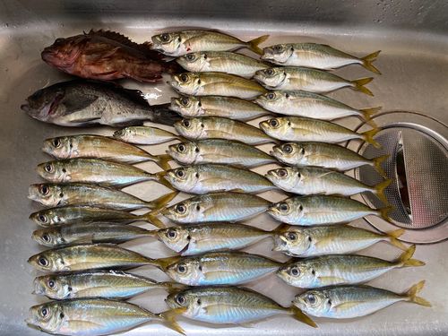 アジの釣果