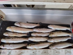 ニジマスの釣果