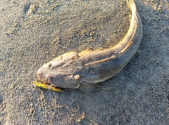 マゴチの釣果