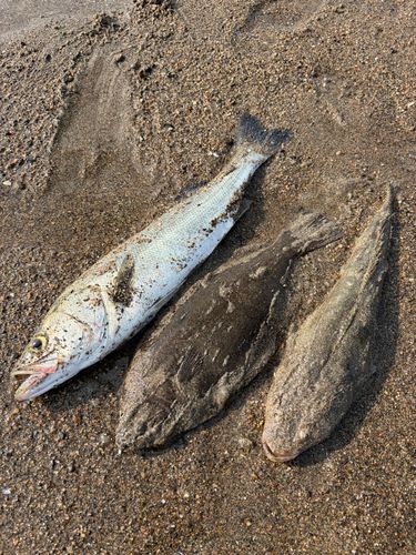 ヒラメの釣果